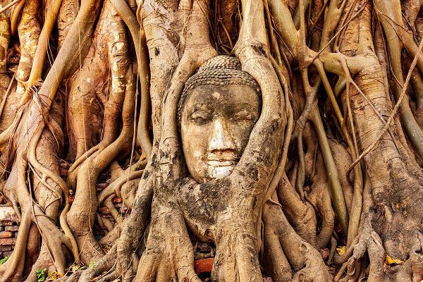 Thailand- Ayutthaya. Wat Mahathat. Buddha head engulfed in tree roots.